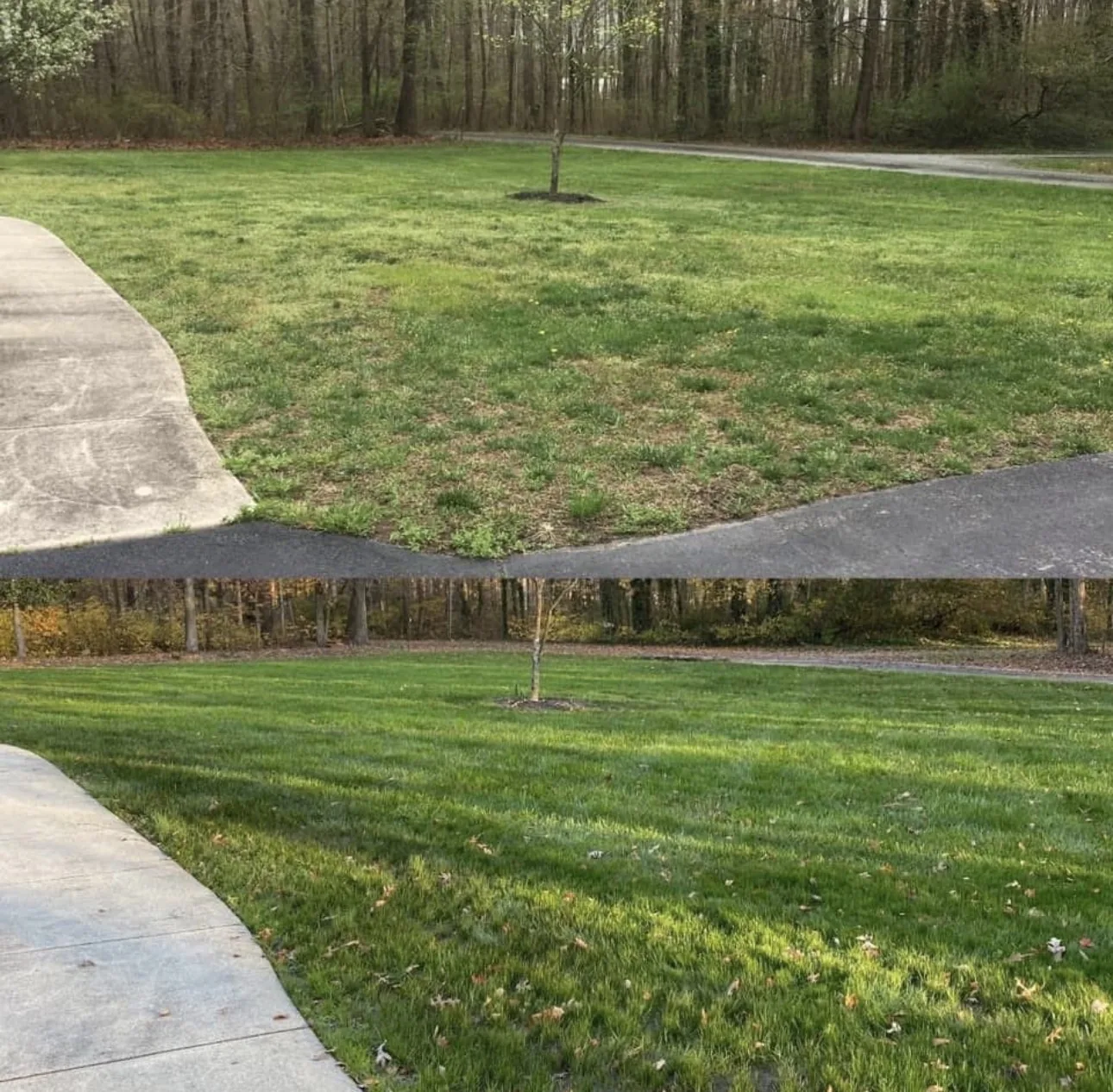 Thin, patchy turf transformed into thick grass