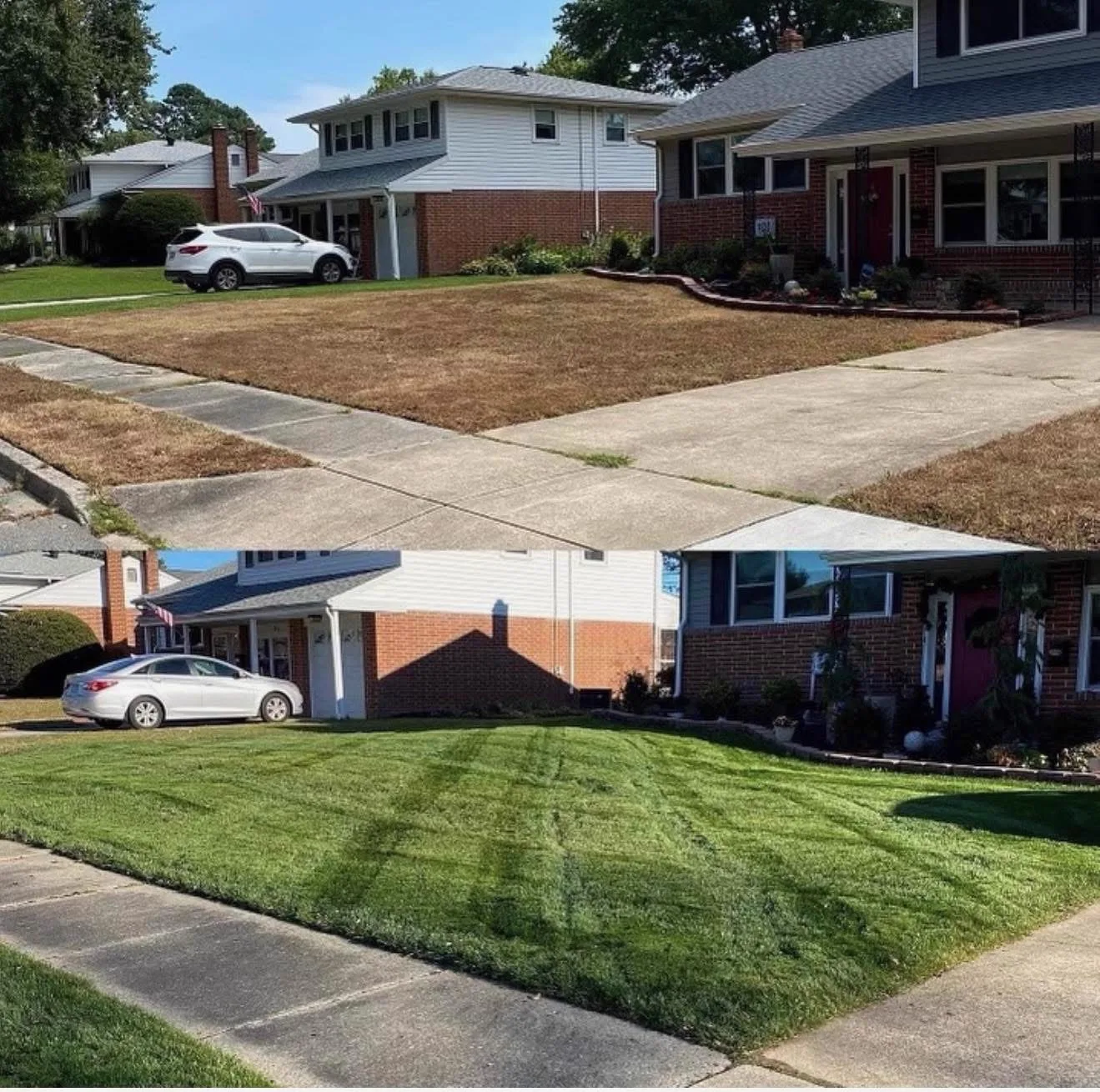 Dormant brown front lawn restored to thick green turf after aeration and seeding